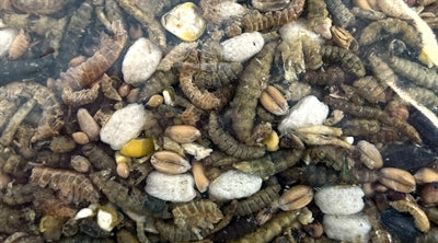 Load image into Gallery viewer, Utopia Strooivoer met insecten

