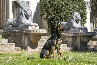 Load image into Gallery viewer, Morso hondenriem verstelbaar gerecycled full metal dog bruin
