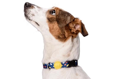 Load image into Gallery viewer, Morso halsband hond gerecycled color invaders paars

