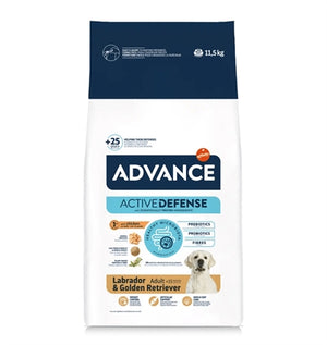 Advance adult labrador retriever