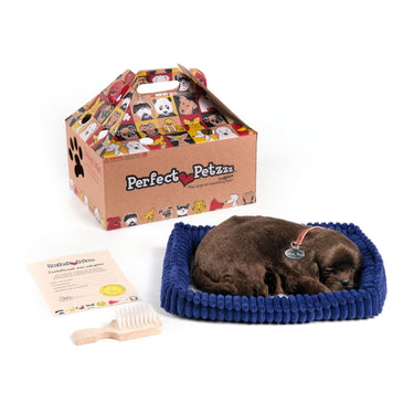 Perfect petzzz soft chocolate labrador