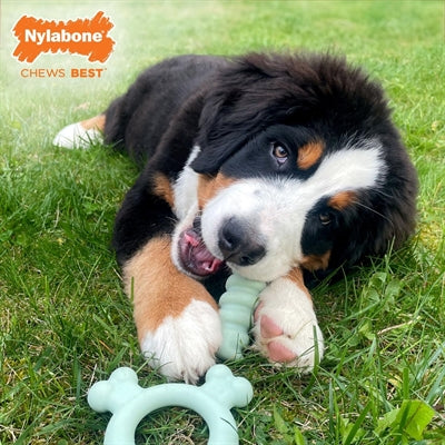 Load image into Gallery viewer, Nylabone Puppy tactile ring kipsmaak
