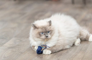 Trixie zeedier pluche met catnip assorti