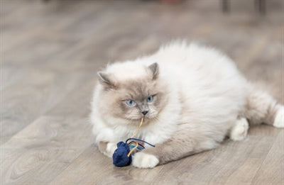 Load image into Gallery viewer, Trixie zeedier pluche met catnip assorti
