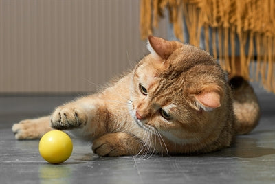 ギャラリービューアに画像をロードする, Eti dynamische speelbal kat assorti
