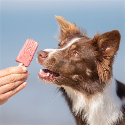 Load image into Gallery viewer, Trixie ice pop rood
