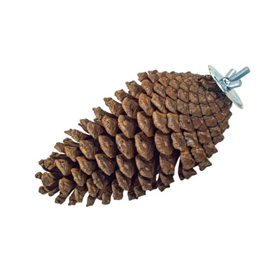 Cargue la imagen en el visor de la galería, Back zoo nature foraging pine cone
