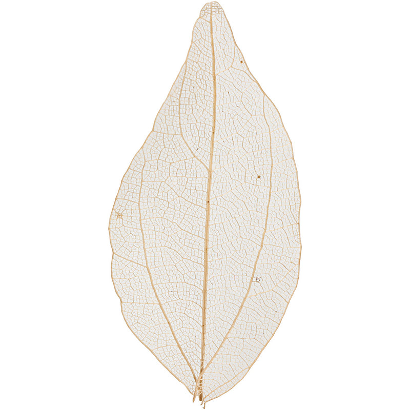 Load image into Gallery viewer, Creativ company skeleton leaves naturel gedroogde bladeren, 20st.
