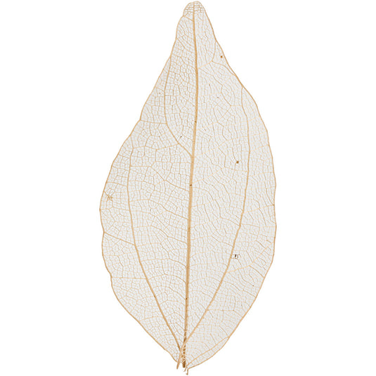 Creativ company skeleton leaves naturel gedroogde bladeren, 20st.