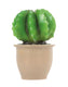 Egmont lamp cactus in bloempot 27x16,5