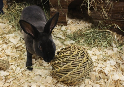 Load image into Gallery viewer, Happy pet speelbal wilg
