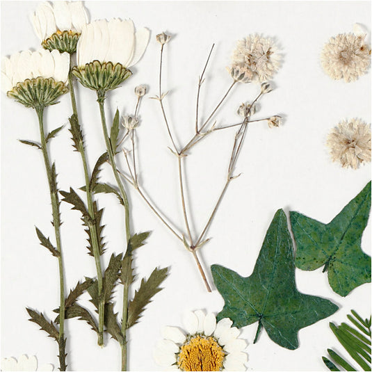 Creativ company gedroogde bloemen en bladeren off-white, 19dlg.