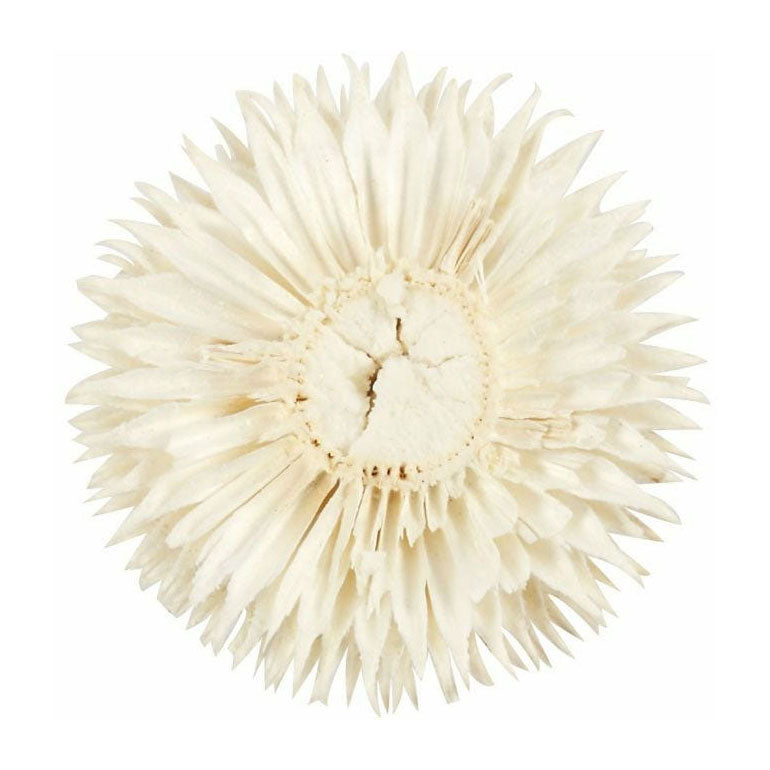 Afbeelding laden in galerijviewer, Creativ company gedroogde bloemen
