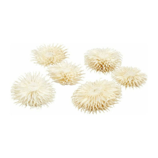 Creativ company https: www.cchobby.nl gedroogde-bloemen-d-3-5-cm-6-stuk-1-doos