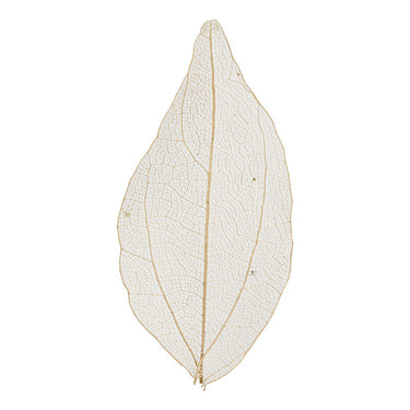 Creativ company https: www.cchobby.nl skeleton-leaves-l-4-5-8-cm-naturel-20-stuk-1-doos
