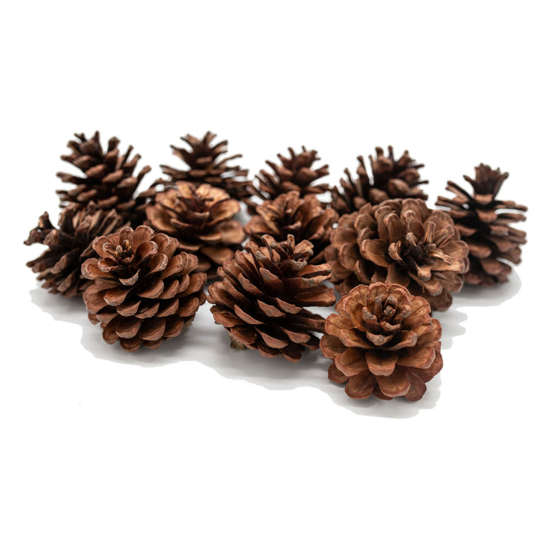 Load image into Gallery viewer, Colorations - dennenappels, 12st.
