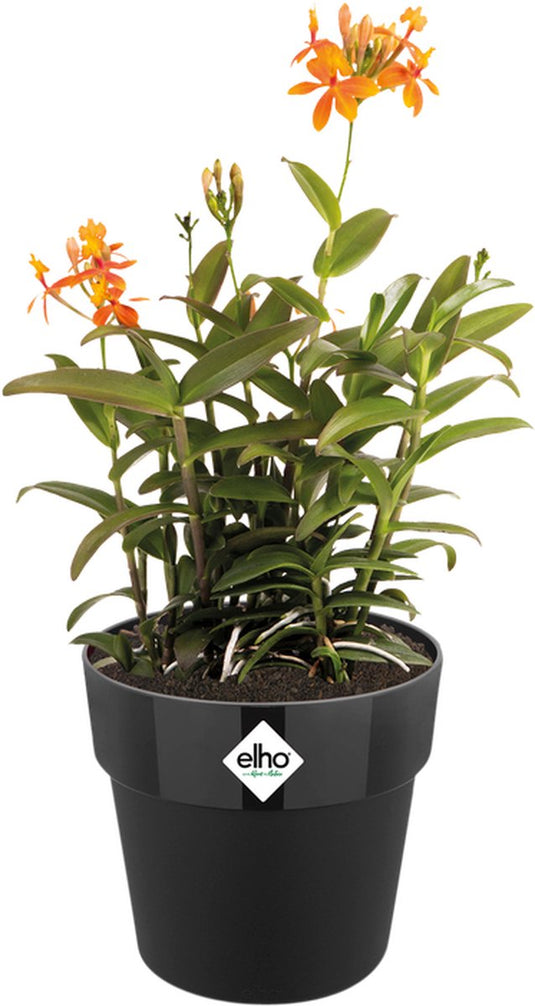 Elho b.for original rond 25 - bloempot voor binnen - 100% gerecycled plastic - ø 24.7 x h 23.2 cm - living black