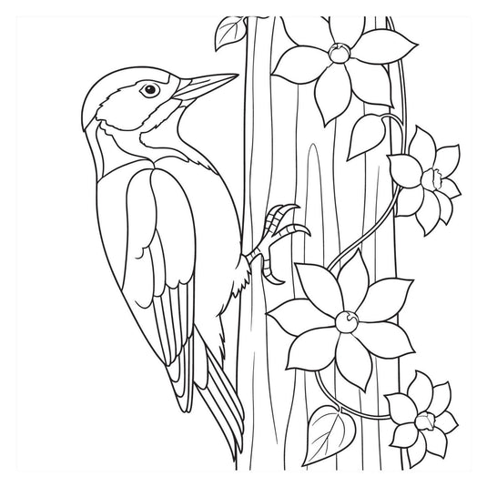 Kleurboek - birds nieuw