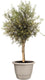 Elho amiga rond 55 - grote bloempot voor binnen buiten - 100% gerecycled plastic - ø 55 x h 41.3 cm - paddenstoel beige