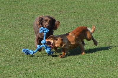 Load image into Gallery viewer, Happy pet flossin fun 3 knoop
