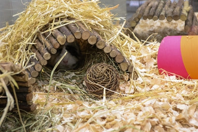 ギャラリービューアに画像をロードする, Nature first happy pet playstix knaaghuis
