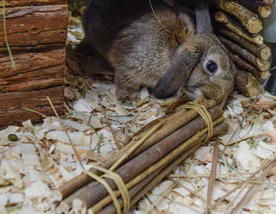 Afbeelding laden in galerijviewer, Happy pet wilgen value pack 2 sticks 2 ballen

