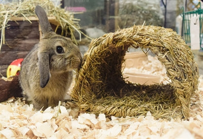 Load image into Gallery viewer, Happy pet grassy tunnel
