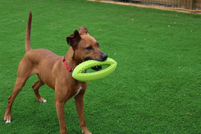 Load image into Gallery viewer, Happy pet grubber interactieve rugbybal
