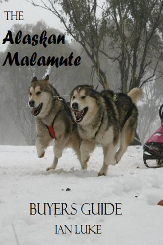 Dog buyer's guide 1 - the alaskan malamute- a buyer's guide
