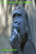 Collections and anthologies 11 - the complete deep thoughts