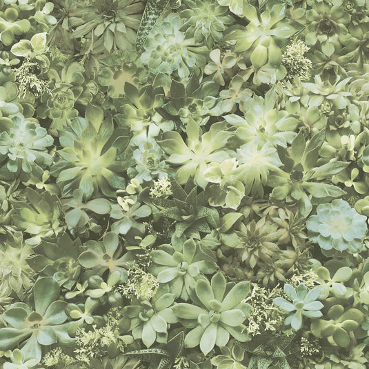 Noordwand behang evergreen succulent groen en beige