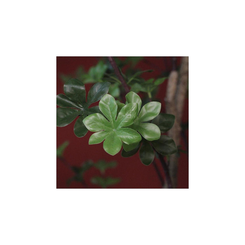 Laden Sie das Bild in Galerie -Viewer, Countryfield plant dysosma pleiantha 150cm groen
