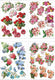 Creativ company 3d knipvellen - bloemen thema - creatieve scrapbook decoratie - kaarten maken - hobby knutselen - bloemen prints - formaat 21x30 cm - 4 vellen - voor diy projecten en creatief gebruik