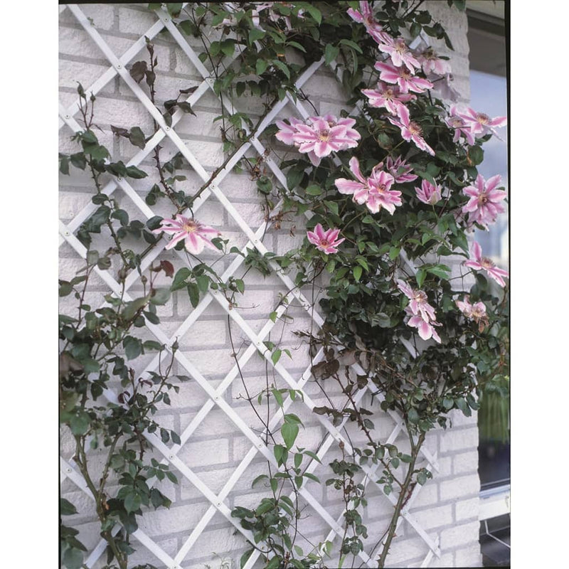 Load image into Gallery viewer, Nature tuinlatwerk 50x150 cm pvc wit 6040701
