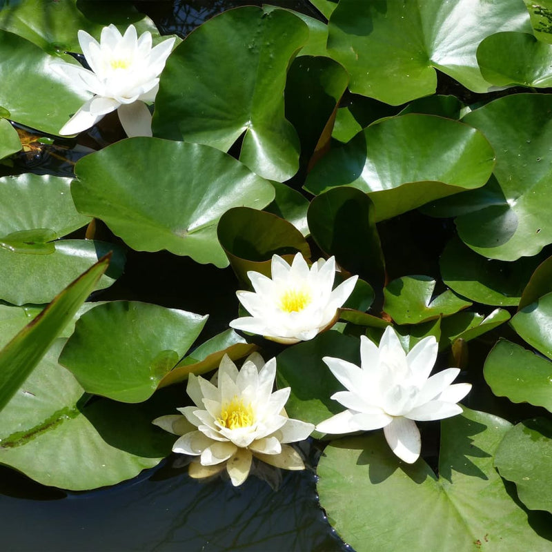 Load image into Gallery viewer, Ubbink filterballen 340g
