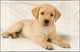 Kangaro bureau onderlegger - 38x58cm - labrador wit - antislip - met insteekvakken - k-0014d108