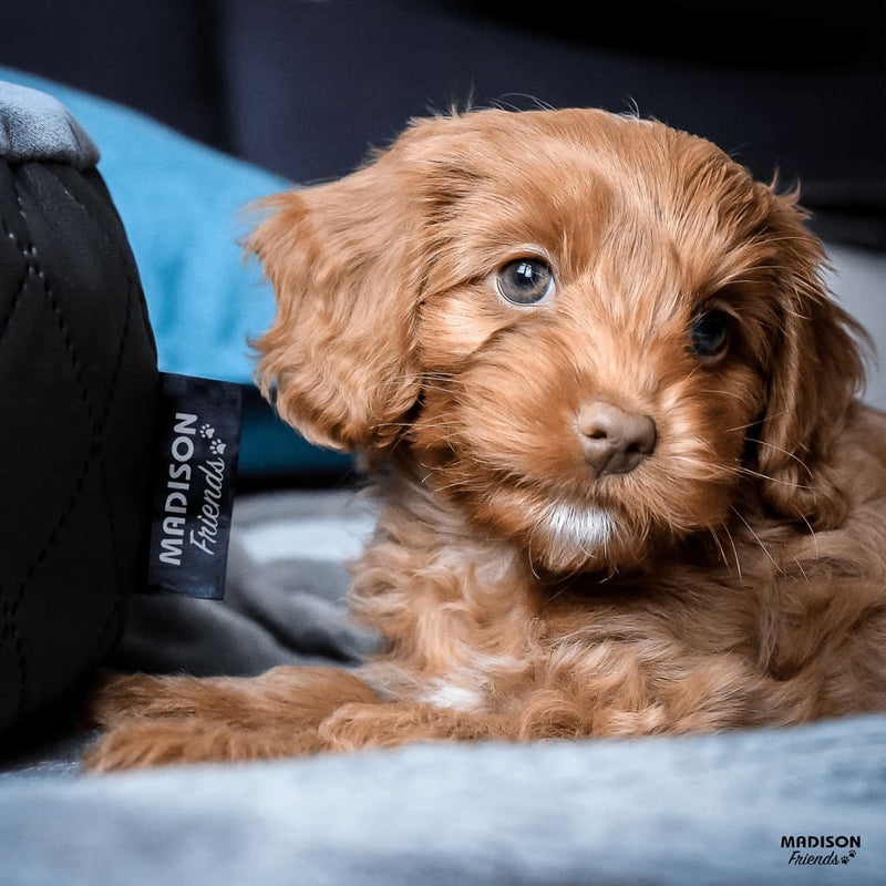 Load image into Gallery viewer, Madison madison hondenbed velvet 120x95x28 cm grijs
