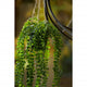 Emerald kunstplant hangend in pot ficus pumila 60 cm