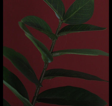 Countryfield kunstplant zamioculcas zamiifolia s groen 48x44x65cm