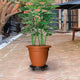 VidaXL Plantentrolleys met wielen 5 st 170 kg diameter 30 cm zwart