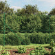 Vidaxl gaashek met flens 1,8x10 m groen