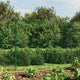 Vidaxl draadgaashek met grondankers 1,8x10 m groen