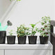 Vidaxl bloempot 200 pcs zwart ø 15 x 12.5 cm kunststof