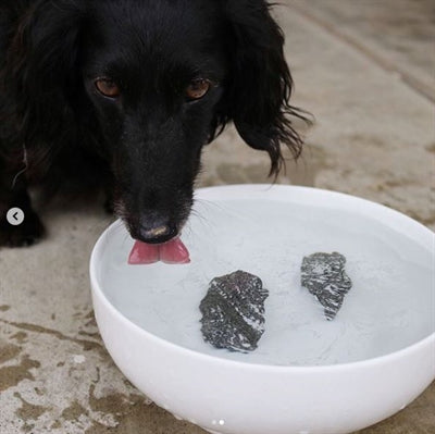 Load image into Gallery viewer, Dog rocks Dog rocks
