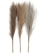 Creativ company https: www.cchobby.nl pampasgras-l-50-cm-licht-beige-lichtbruin-lichtgrijs-3-stuk-1-bol