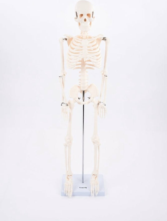 Tickit® tickit educatief skelet half-schaal model speelgoed anatomie.
