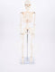 Tickit® tickit educatief skelet half-schaal model speelgoed anatomie.