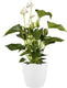 Elho brussels rond wielen 47 - grote bloempot voor binnen - 100% gerecycled plastic - ø 46.5 x h 43.5 cm - wit