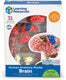 Learning resources anatomy model - brain - 3+