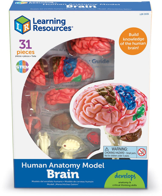 Learning resources anatomy model - brain - 3+